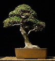 Ulmus Parvifolia Bonsai